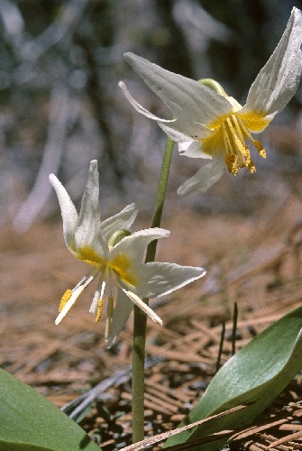 Erythronium klamathense